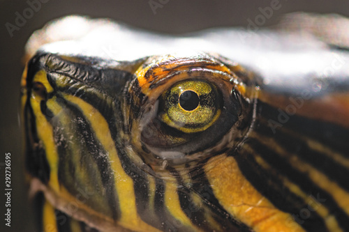 Trachemys dorbigni, Pond slider turtle reptile eyes closeup macro photo