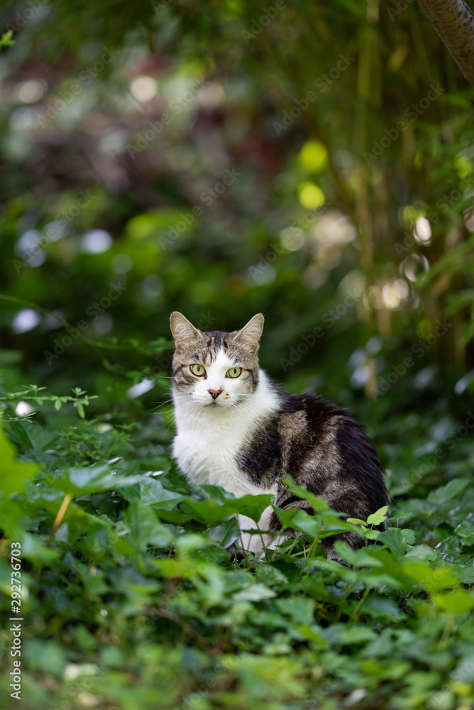tabby white domestic shorthair cat standing outdoors in the back yard surrounded by ivy leaves observing the garden tabby white domestic shorthair cat standing outdoors in the back yard surrounded by ivy leaves observing the garden
