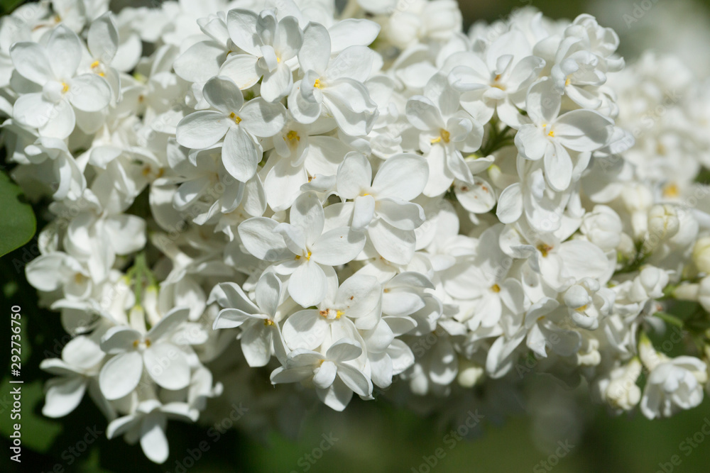 White lilac flowers close up on a blurred background on a Sunny spring day. Moscow, Russia White lilac flowers close up on a blurred background on a Sunny spring day. Moscow, Russia