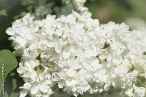 White lilac flowers close up on a blurred background on a Sunny spring day. Moscow, Russia