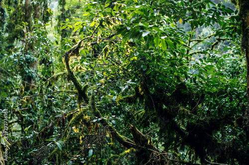 Mossy forest, cameron highlands Malaysia. Branching autumn tree branch photo