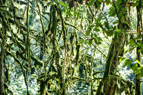 Mossy forest, cameron highlands Malaysia. Branching autumn tree branch photo