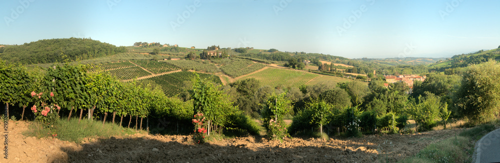 Vineyards in the rural Tuscan landscape