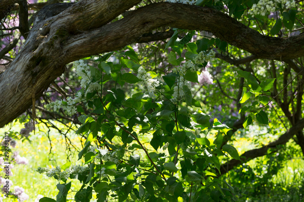 Fototapeta premium Tree blooming white lilac on a Sunny day