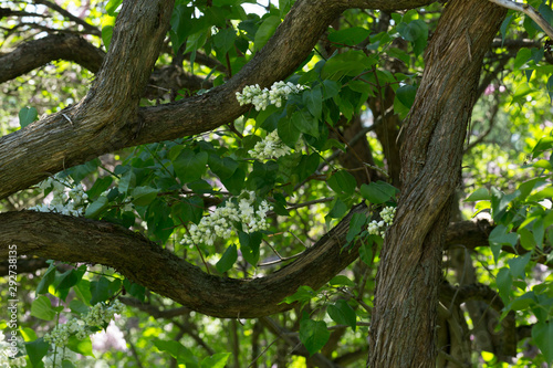 Tree blooming white lilac on a Sunny day