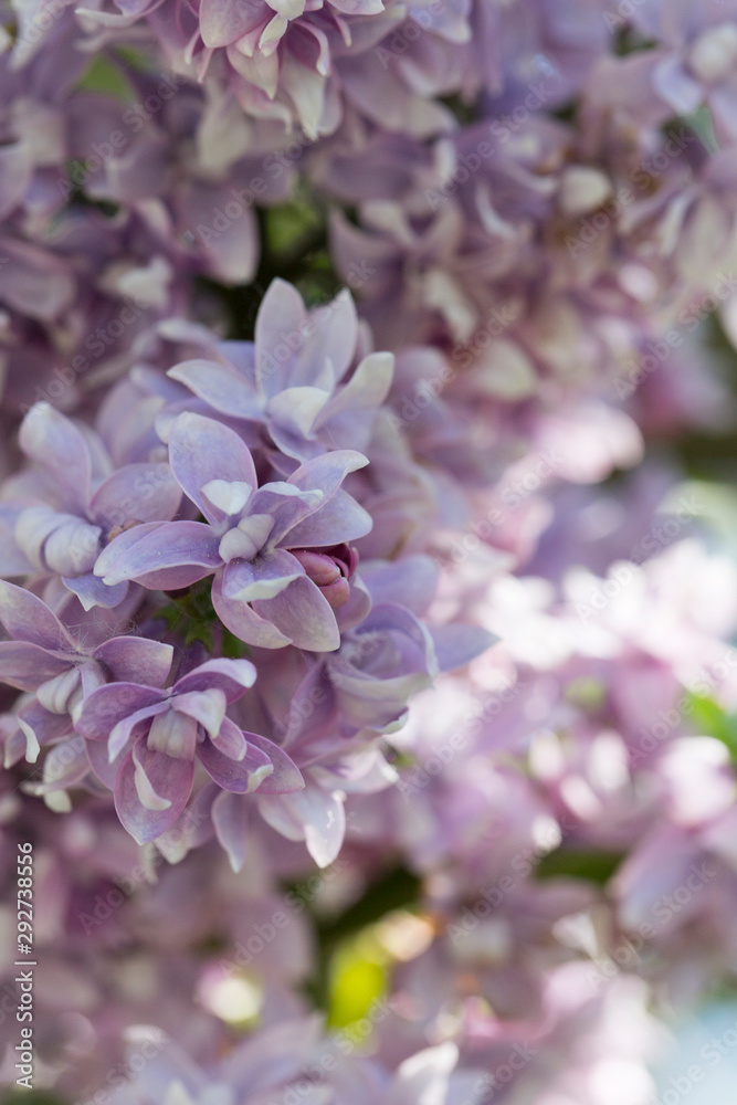 Delicate violet blue lilac flowers macro close - up in soft focus on blurred background. Botanical pattern Delicate violet blue lilac flowers macro close - up in soft focus on blurred background. Botanical pattern