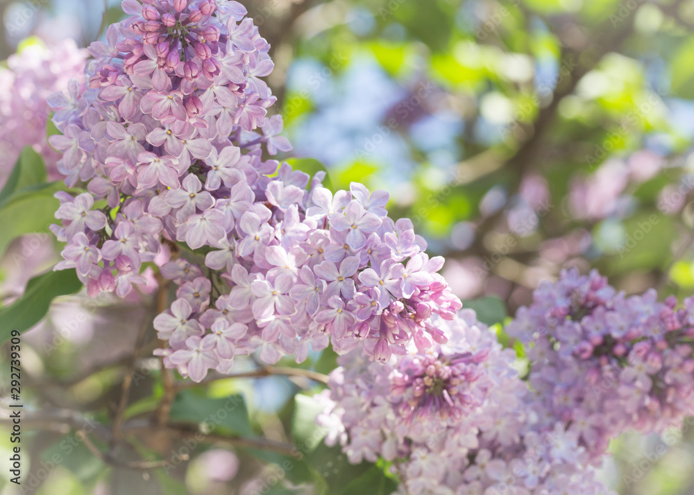 Pink lilac flowers close up on a blurred background on a Sunny spring day. Moscow, Russia Pink lilac flowers close up on a blurred background on a Sunny spring day. Moscow, Russia