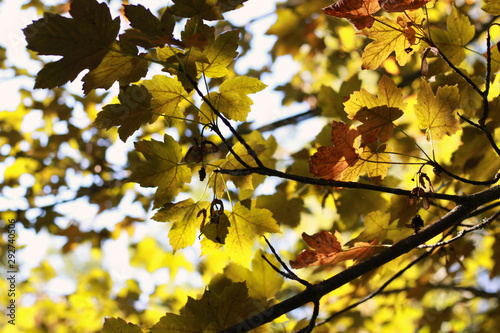 sunlight on yellow maple leafs
