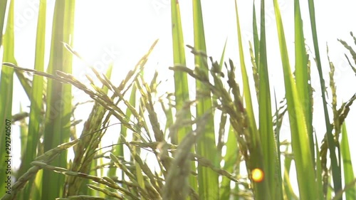 Close up of yellow green rice field. Rice filed at sunset time. Rice filed back ground.