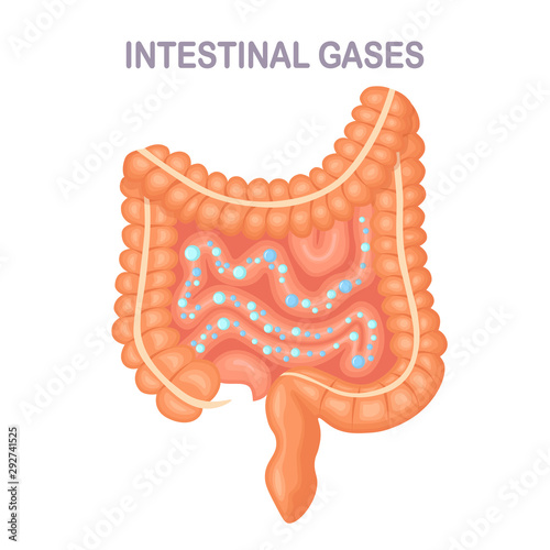 Intestines, guts with bubble isolated on background. Digestive system, tract with intestinal gas. Bloating, gastritis. Digestive problem. Medicine, biology concept. Colon, bowel Vector flat design