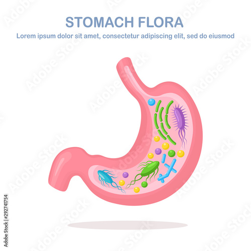 Stomach flora. Digestive system, tract with bacteria, virus, microorganisms, probiotics isolated on white background. Internal human organs. Medical, biology concept. Vector flat design