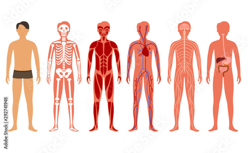 Cartoon Color Human Body Anatomy Set. Vector