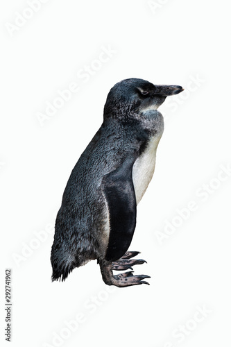 Single Magellan Penguin isolated on white background