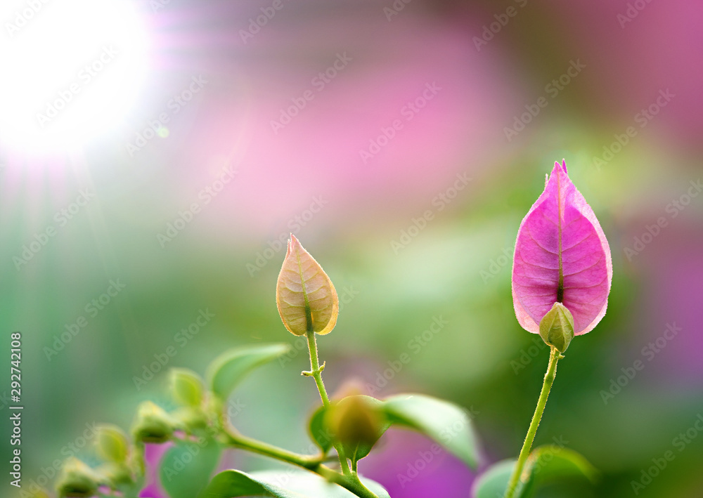 Tree leaf of tropical plant on blur background Tree leaf of tropical plant on blur background