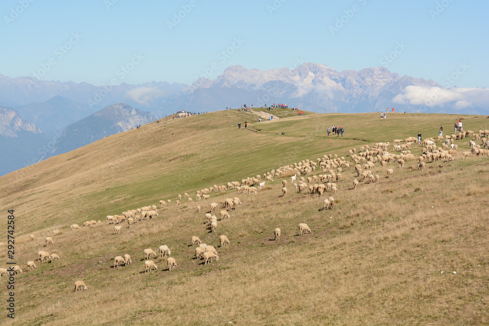 gregge di pecore in altura