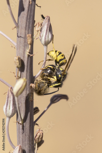 Vespula germanica yellowjackets wasp hunting and tearing a honey bee on Urginea maritima plant photo