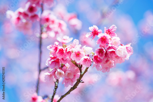 Beautiful Pink Cherry Blossom on nature background , Sakura flower blooming