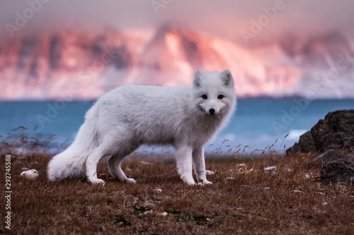 Obraz Lis polarny, południowy Spitsbergen