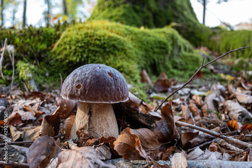 Boletus (bolete) in the forest bottom on the background of tree roots covered with moss