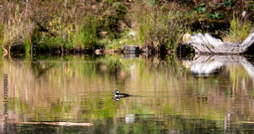 Hooded Merganser (Lophodytes cucullatus) swimming in pond Hooded Merganser (Lophodytes cucullatus) swimming in pond