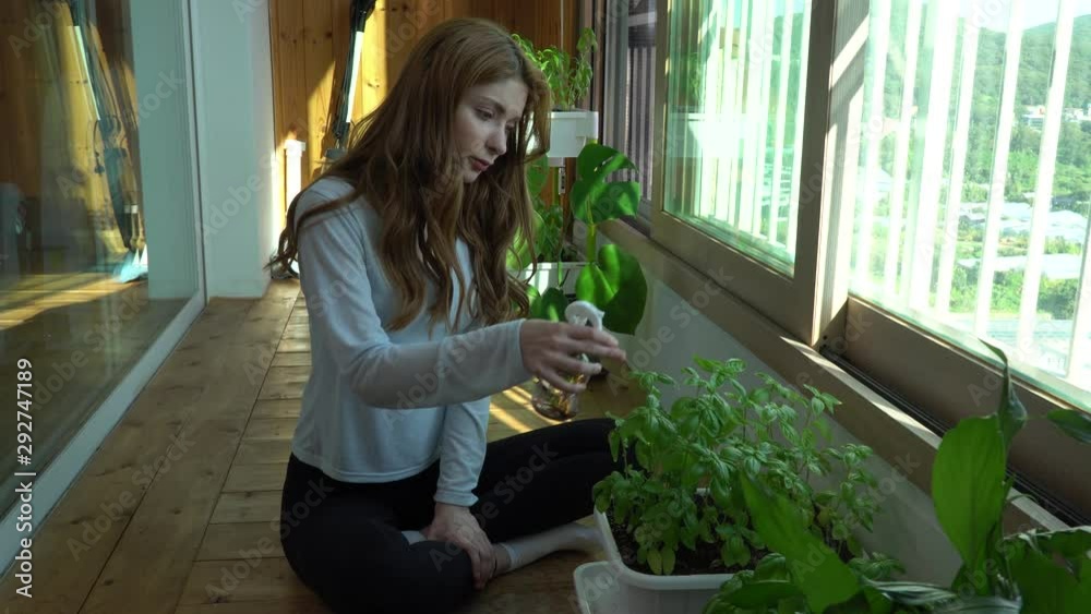 European model watering her basil and taking care of plants. She is kneeling in the window light and carefully spraying the water part 1 European model watering her basil and taking care of plants. She is kneeling in the window light and carefully spraying the water part 1