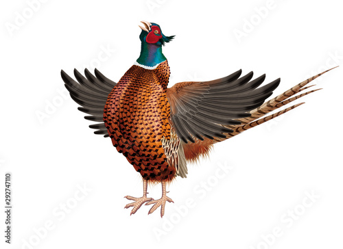  oiseau, faisan, ailes ouverte,  eurasie, phasianus colchicus, colchide, chant, coq, animal, isolé, nature, sauvage, coloré, élevage, ferme, blanc, faune, volaille, rouge, chasse, jeu, gazon, commun photo