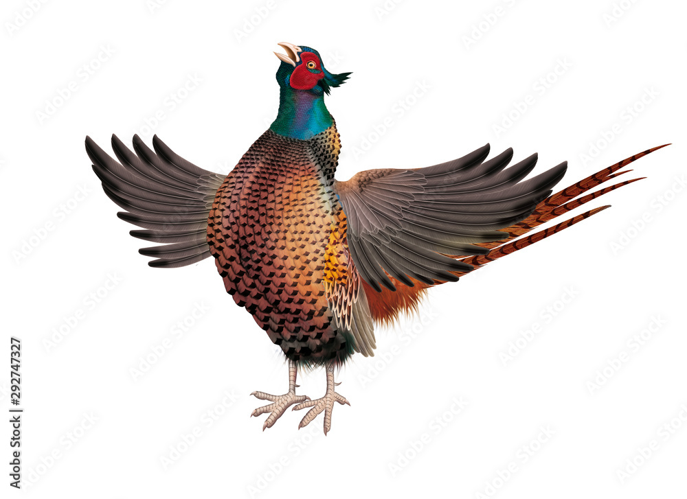 Fototapeta premium oiseau, faisan, ailes ouverte, eurasie, phasianus colchicus, colchide, chant, coq, animal, isolé, nature, sauvage, coloré, élevage, ferme, blanc, faune, volaille, rouge, chasse, jeu, gazon, commun