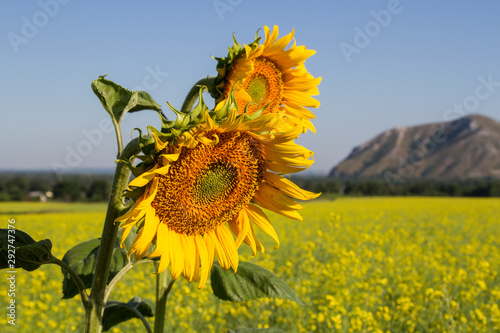Blooming sunflowers on a background of a solitary mountain.