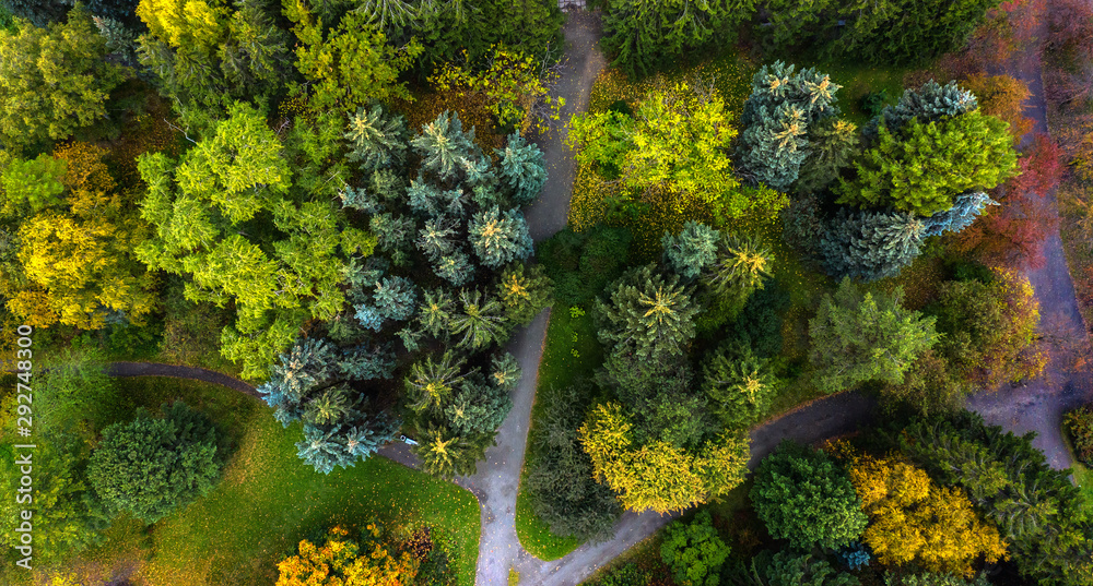 spruce tops with paths in autumn Park, the view from the drone