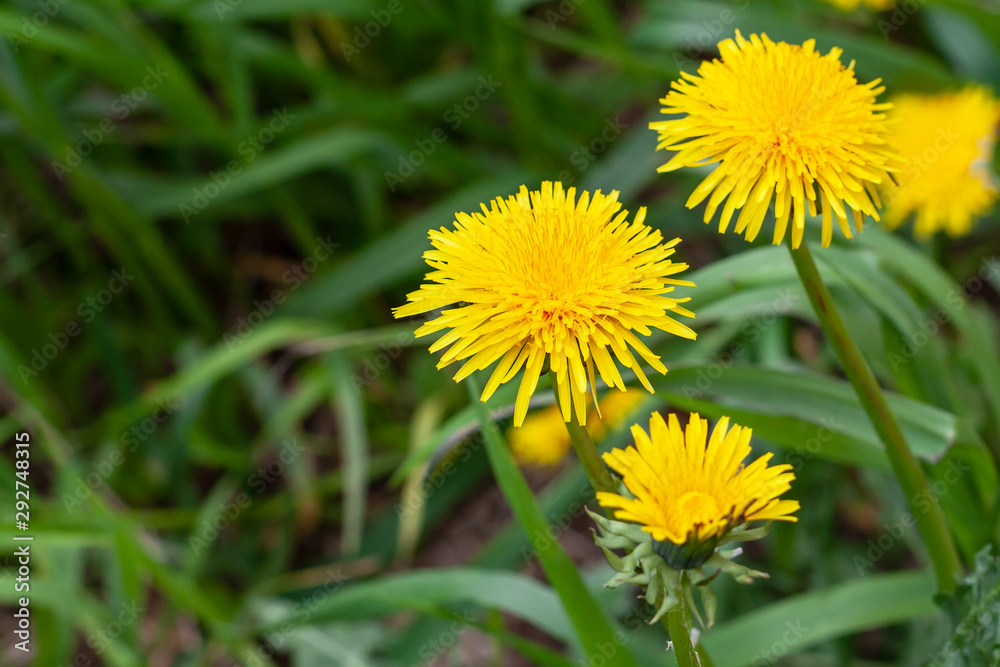 Blooming dandelions in cloudy weather close-up. Yellow flowers of dandelions. Blooming dandelions in cloudy weather close-up. Yellow flowers of dandelions.