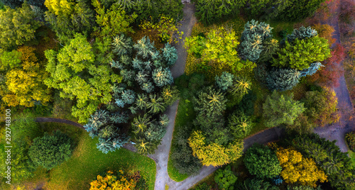 Foto spruce tops with paths in autumn Park, the view from the drone