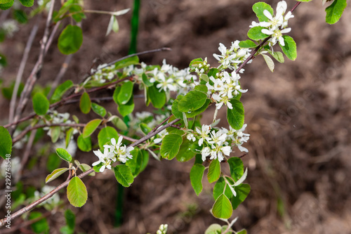 Saskatoon serviceberry flowers. Flowering branch of Amelanchier alnifolia, close-up.