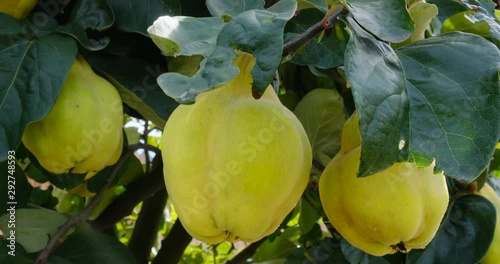 Quince fruits almost ripe hanging from quince tree branches, gently blown by the wind. photo