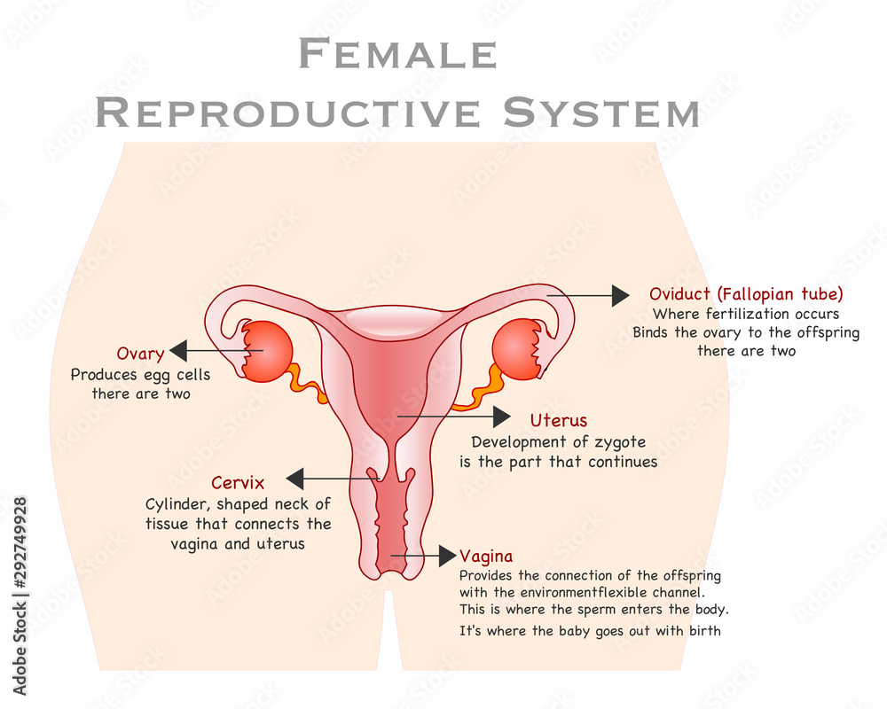 Women reproductive system. Female organs reproduction anatomy. Annotated.  Oviduct, ovary, vagina, uterus, cervix. Front view body structure. With  explanations. Education drawing vector illustration Stock Vector | Adobe  Stock