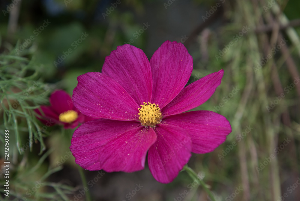 cosmea flower closeup. Heavily blurred background. Postcard. cosmea flower closeup. Heavily blurred background. Postcard.