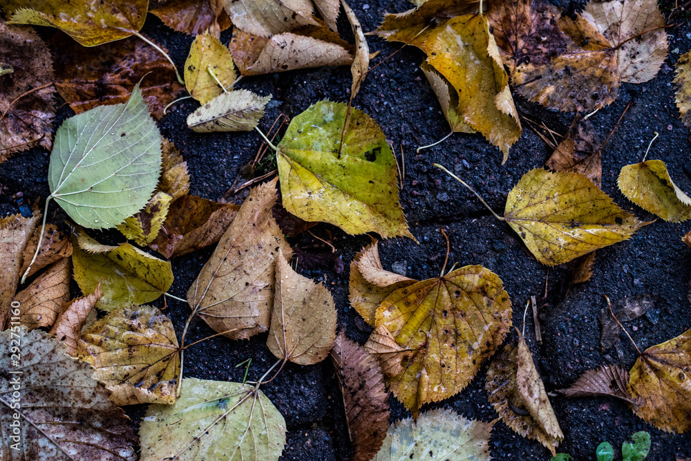 Autumn maple leaves in puddle. Autumna leafs in puddle of water. Autumn maple leaves puddle. Autumn leaves in puddle Autumn maple leaves in puddle. Autumna leafs in puddle of water. Autumn maple leaves puddle. Autumn leaves in puddle