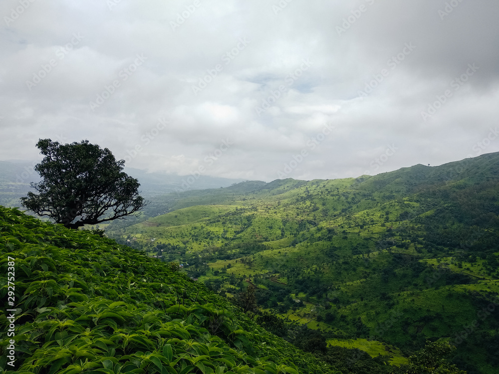 Mountains covered in lush and trees in India