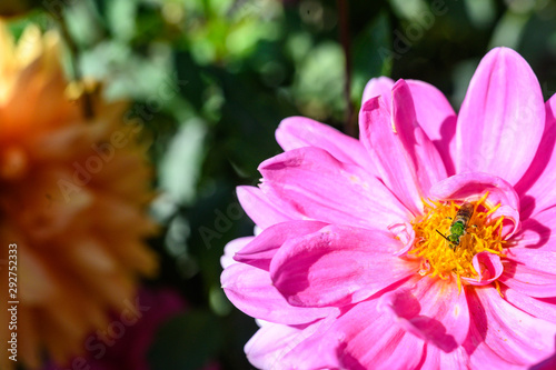 Sweat bee collecting nectar from a pink flower