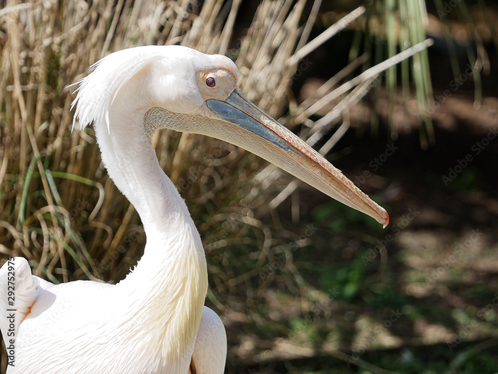 Pelikan z profilu
