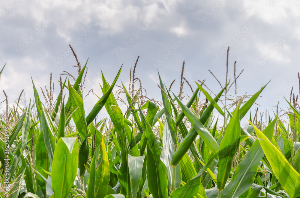 Obraz premium Corn field against overcast sky