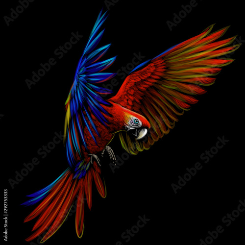 Portrait of a macaw parrot in flight. Color image of a blue-red macaw parrot on a black background.