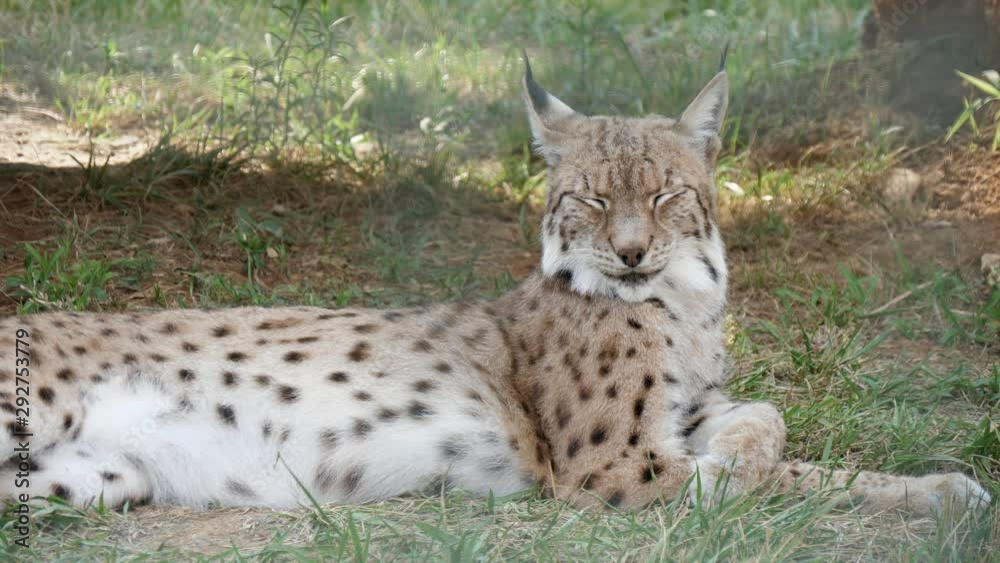 Cheery spotted lynx lying and shaking its head with a smiling face in a zoo Cheery spotted lynx lying and shaking its head with a smiling face in a zoo