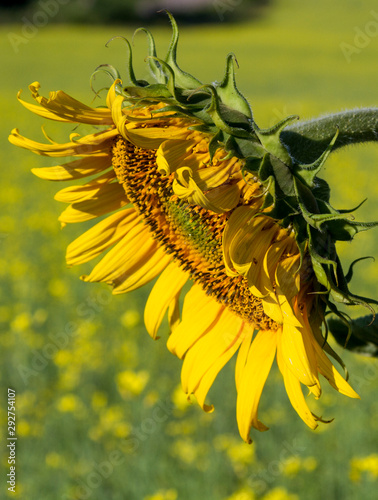Single sunflower flowers close up