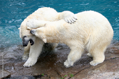 Deux ours polaire blanc sauvage en train de jouer sur un rocher
