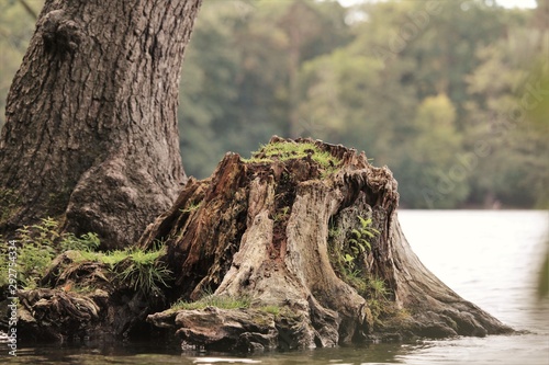 Baum, See, Sommer, Herbst, Wasser, Landschaft, Natur, Umwelt photo