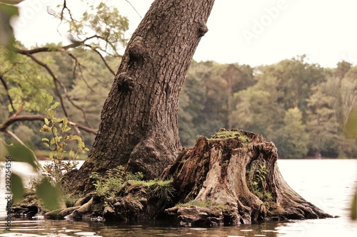 Baum, See, Sommer, Herbst, Wasser, Landschaft, Natur, Umwelt photo