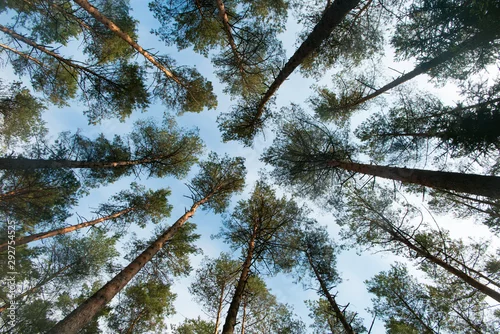 Obraz Drzewa z żabiej perspektywy