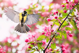 portrait bird tit flies widely spreading its wings in the garden surrounded by pink Apple blossoms on a Sunny may day