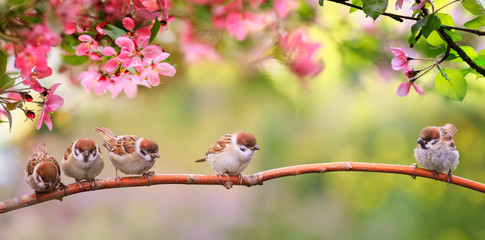 Deken met foto Vogel Mussenkuikens tussen roze appelbloesems  © nataba