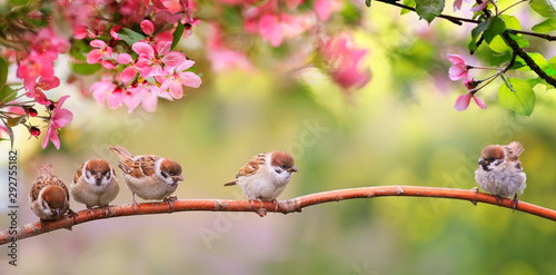 small funny Sparrow Chicks sit in the garden surrounded by pink Apple blossoms on a Sunny may day photo